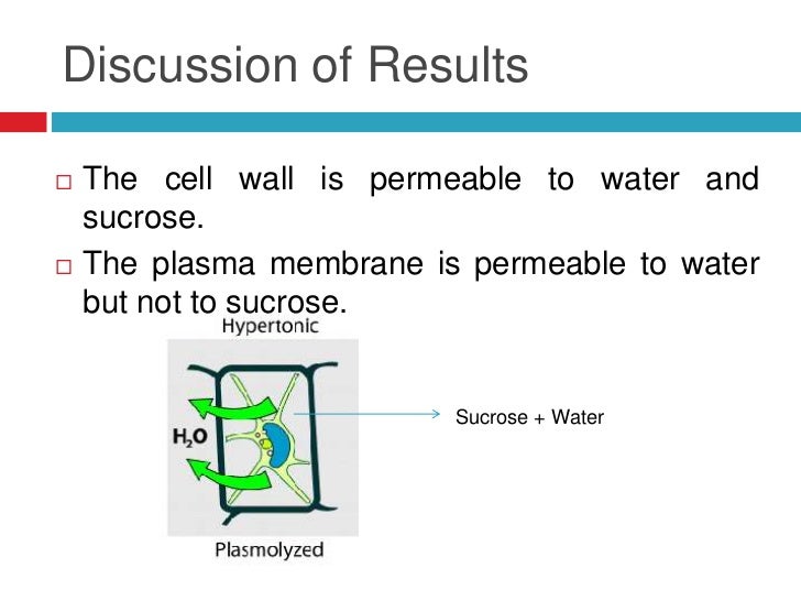 the effect of temperature on membrane permeability in beetroot lab report factors affecting cell membrane permeability experiment